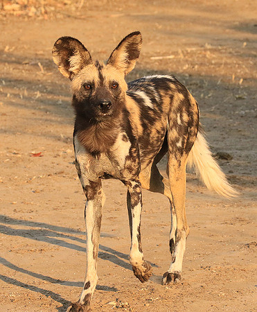 Mana Pools National Park