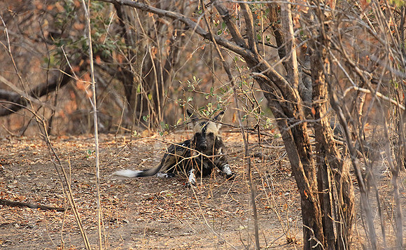 Mana Pools National Park