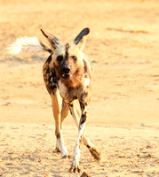 Wild dogs