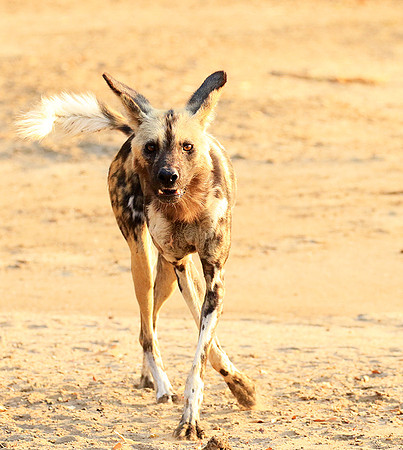 Mana Pools National Park