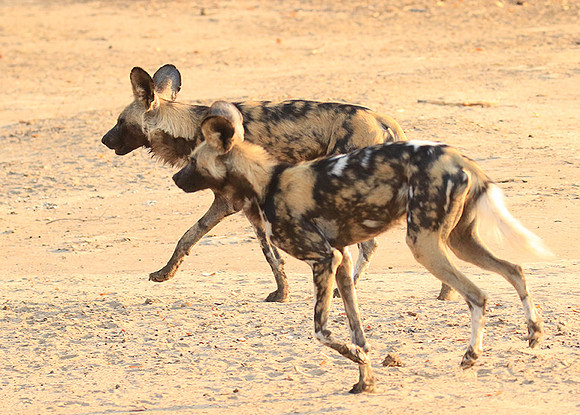 Mana Pools National Park