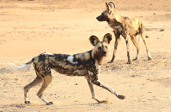 Mana Pools National Park