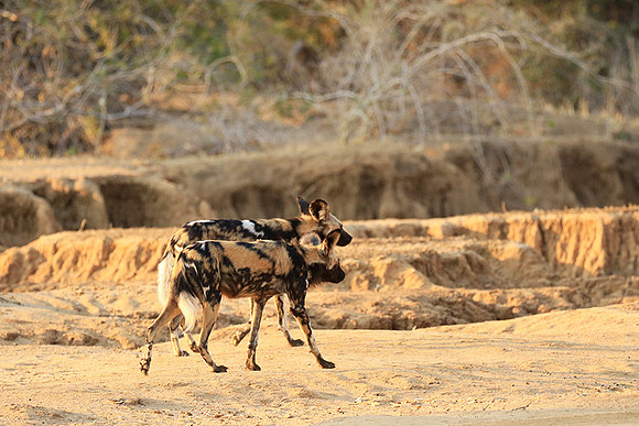Mana Pools National Park