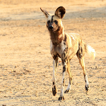 Mana Pools National Park