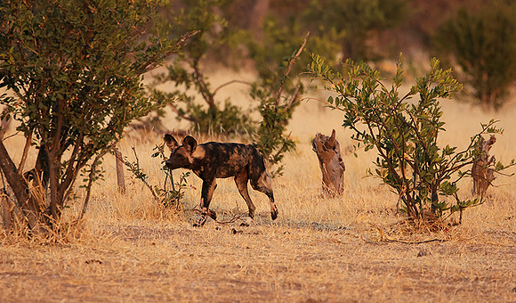 Tembo Plains