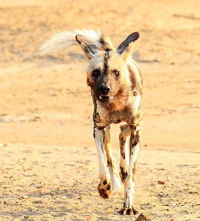 Mana Pools National Park