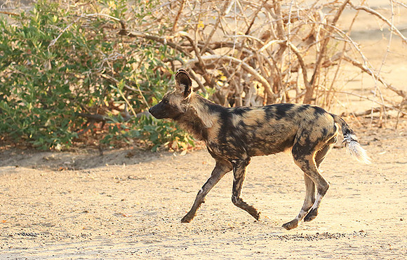 Mana Pools National Park