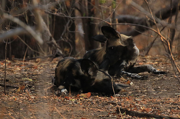 Mana Pools National Park