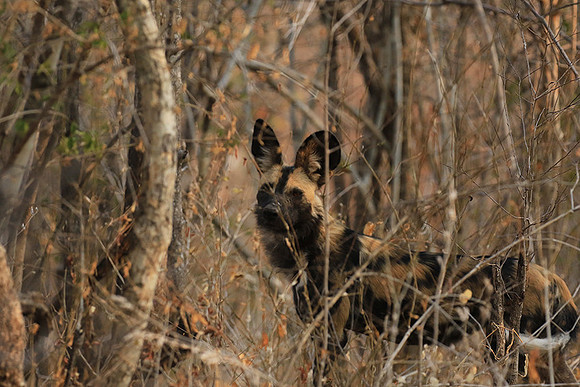 Mana Pools National Park