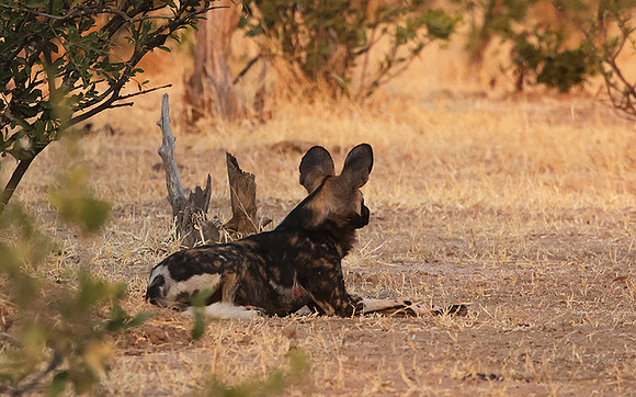 Tembo Plains