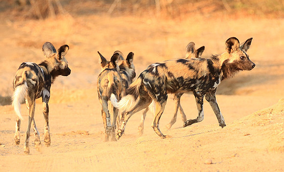 Mana Pools National Park