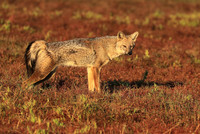 Side-striped jackal - Liuwa Plain NP
