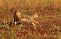 Side-striped jackal - Liuwa Plain NP