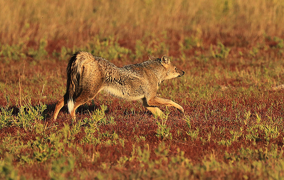 Side-striped jackal - Liuwa Plain NP