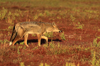 Side-striped jackal - Liuwa Plain NP