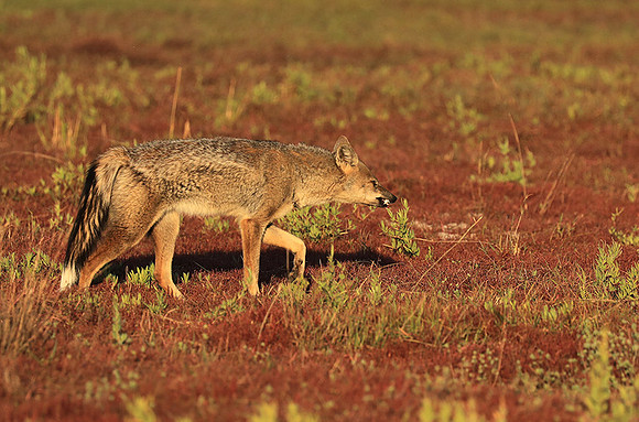 Side-striped jackal - Liuwa Plain NP