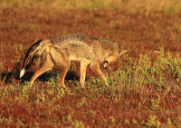 Side-striped jackal - Liuwa Plain NP