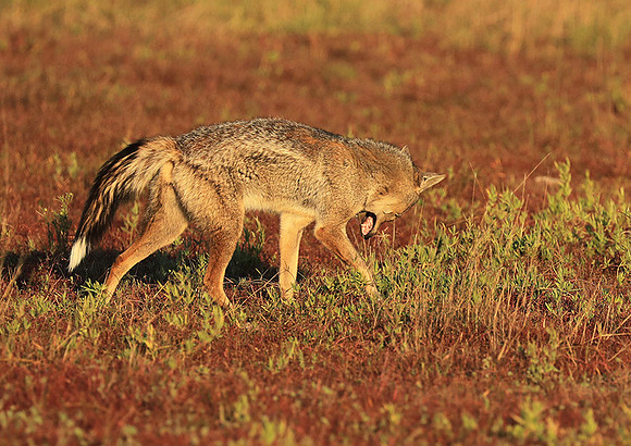 Side-striped jackal - Liuwa Plain NP