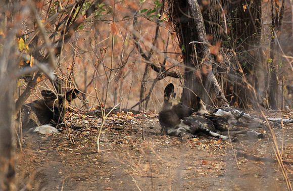 Mana Pools National Park