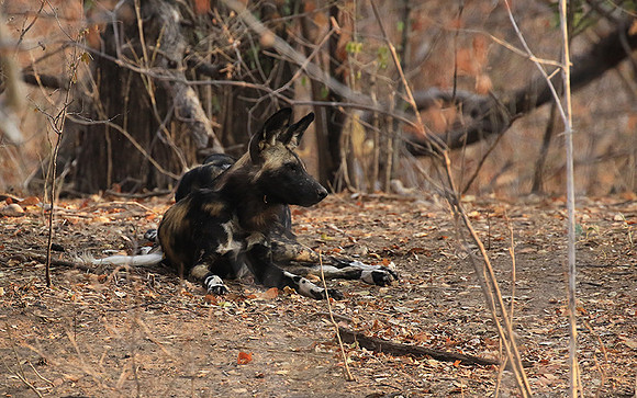Mana Pools National Park