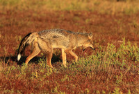 Side-striped jackal - Liuwa Plain NP