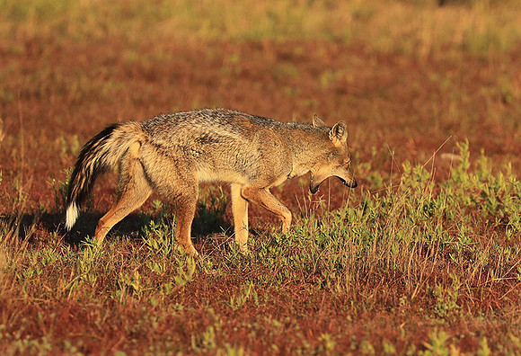 Side-striped jackal - Liuwa Plain NP