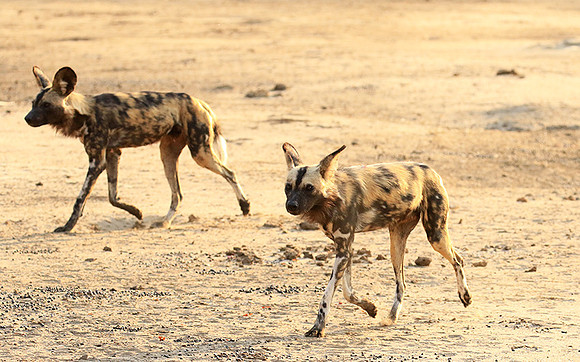 Mana Pools National Park