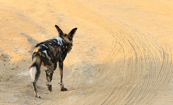 Mana Pools National Park