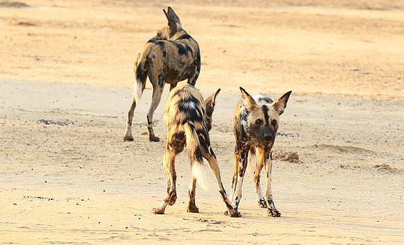 Mana Pools National Park
