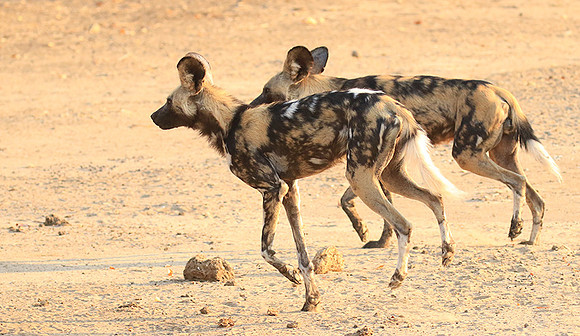 Mana Pools National Park