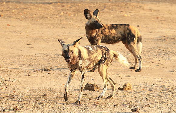 Mana Pools National Park