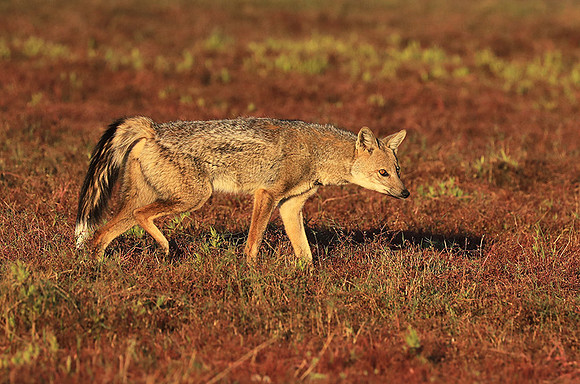 Side-striped jackal - Liuwa Plain NP