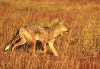 Side-striped jackal - Liuwa Plain NP