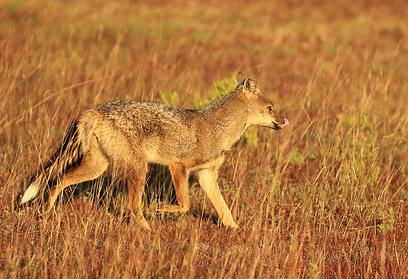 Side-striped jackal - Liuwa Plain NP