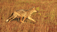 Side-striped jackal - Liuwa Plain NP