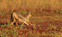 Side-striped jackal - Liuwa Plain NP