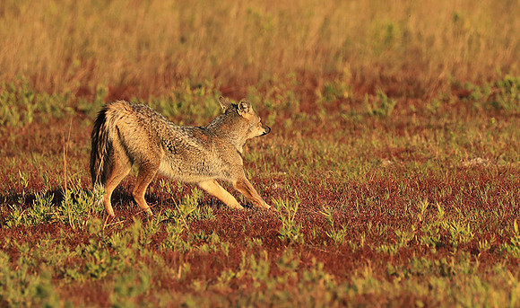 Side-striped jackal - Liuwa Plain NP