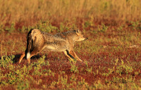 Side-striped jackal - Liuwa Plain NP
