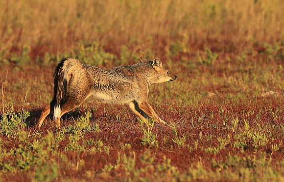 Side-striped jackal - Liuwa Plain NP