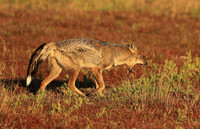Side-striped jackal - Liuwa Plain NP