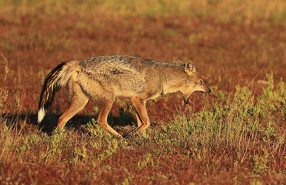 Side-striped jackal - Liuwa Plain NP