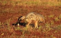 Side-striped jackal - Liuwa Plain NP