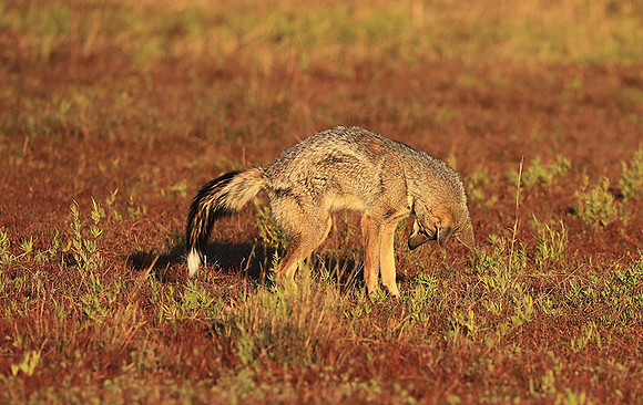 Side-striped jackal - Liuwa Plain NP