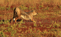 Side-striped jackal - Liuwa Plain NP