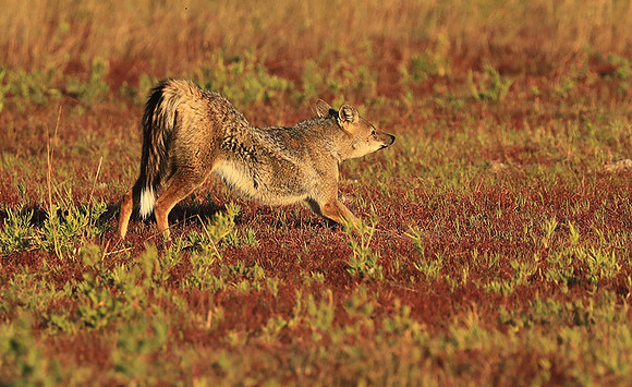 Side-striped jackal - Liuwa Plain NP