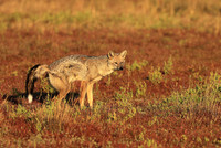 Side-striped jackal - Liuwa Plain NP