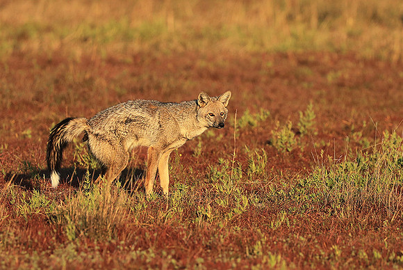 Side-striped jackal - Liuwa Plain NP