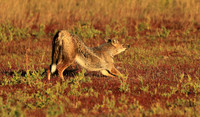 Side-striped jackal - Liuwa Plain NP