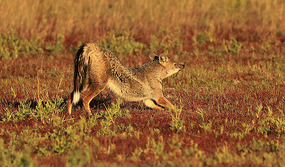 Side-striped jackal - Liuwa Plain NP