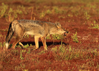 Side-striped jackal - Liuwa Plain NP